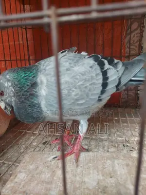 Racer Pigeon