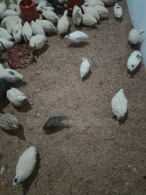 European Giant Koel (Running)