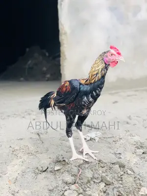 সরালি মুরগা মুরগী