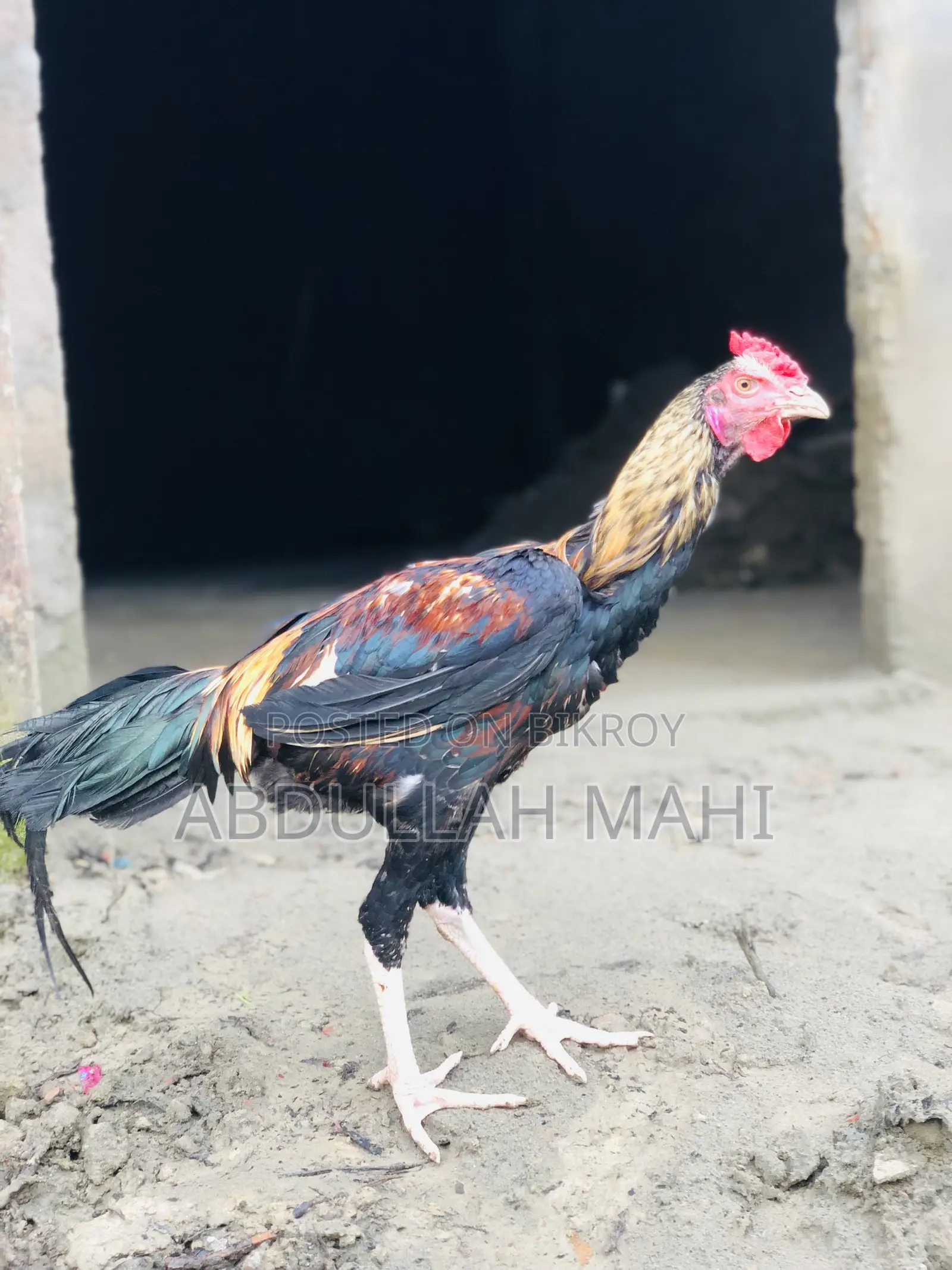 Sarali Rooster and Hen