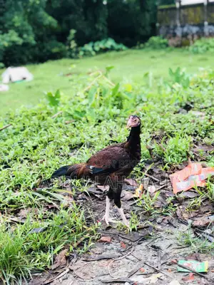 Sarali Rooster and Hen