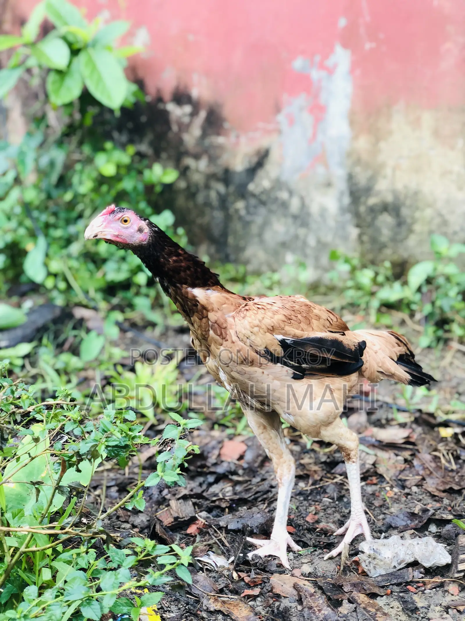 Sarali Rooster and Hen
