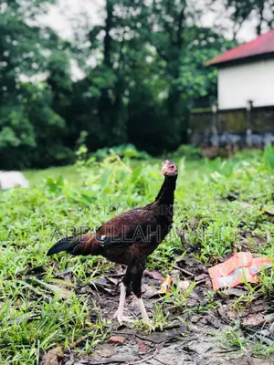 Sarali Rooster and Hen