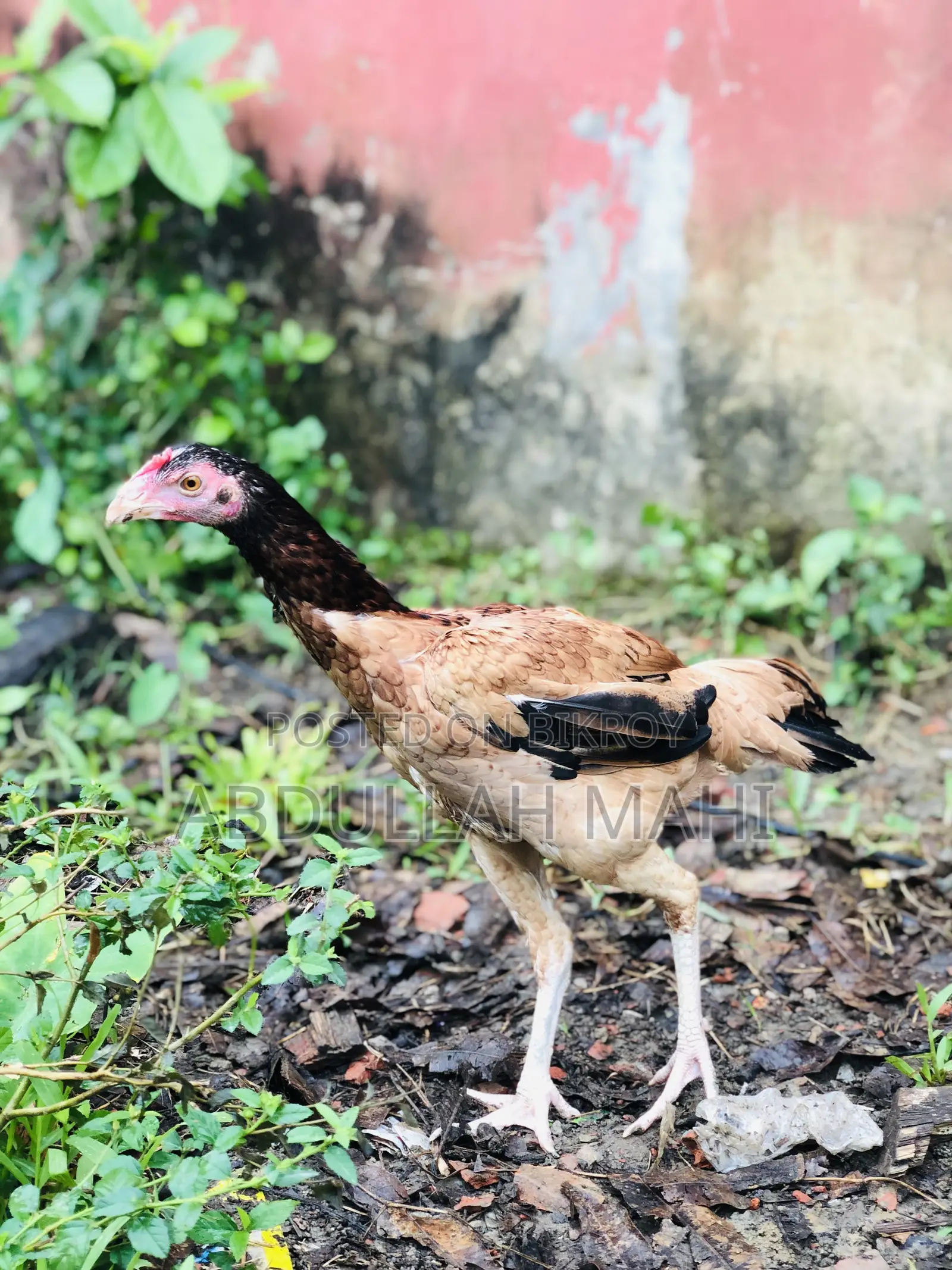 Sarali Rooster and Hen
