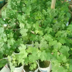 বাইকোনুর আঙ্গুর ফল গাছের চারা