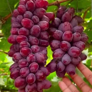 Baikonur Grape Plant Sapling