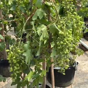 বাইকোনুর আঙ্গুর ফল গাছের চারা