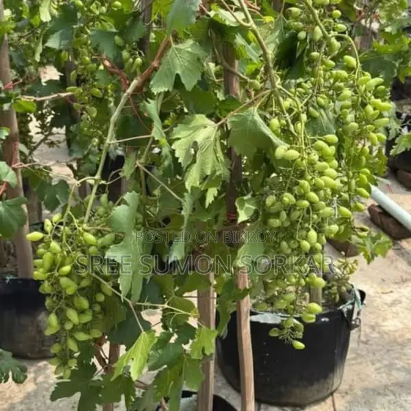 বাইকোনুর আঙ্গুর ফল গাছের চারা