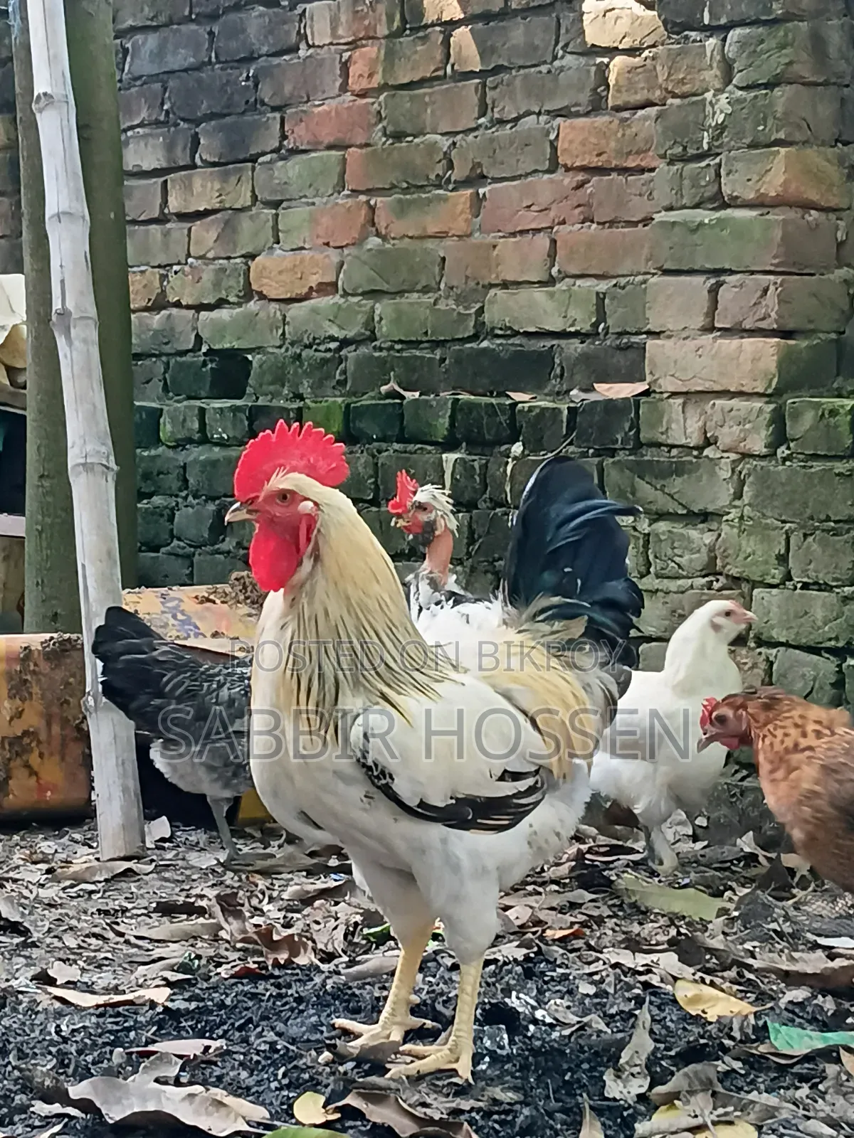 Silkie Chicken