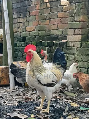 Silkie Chicken