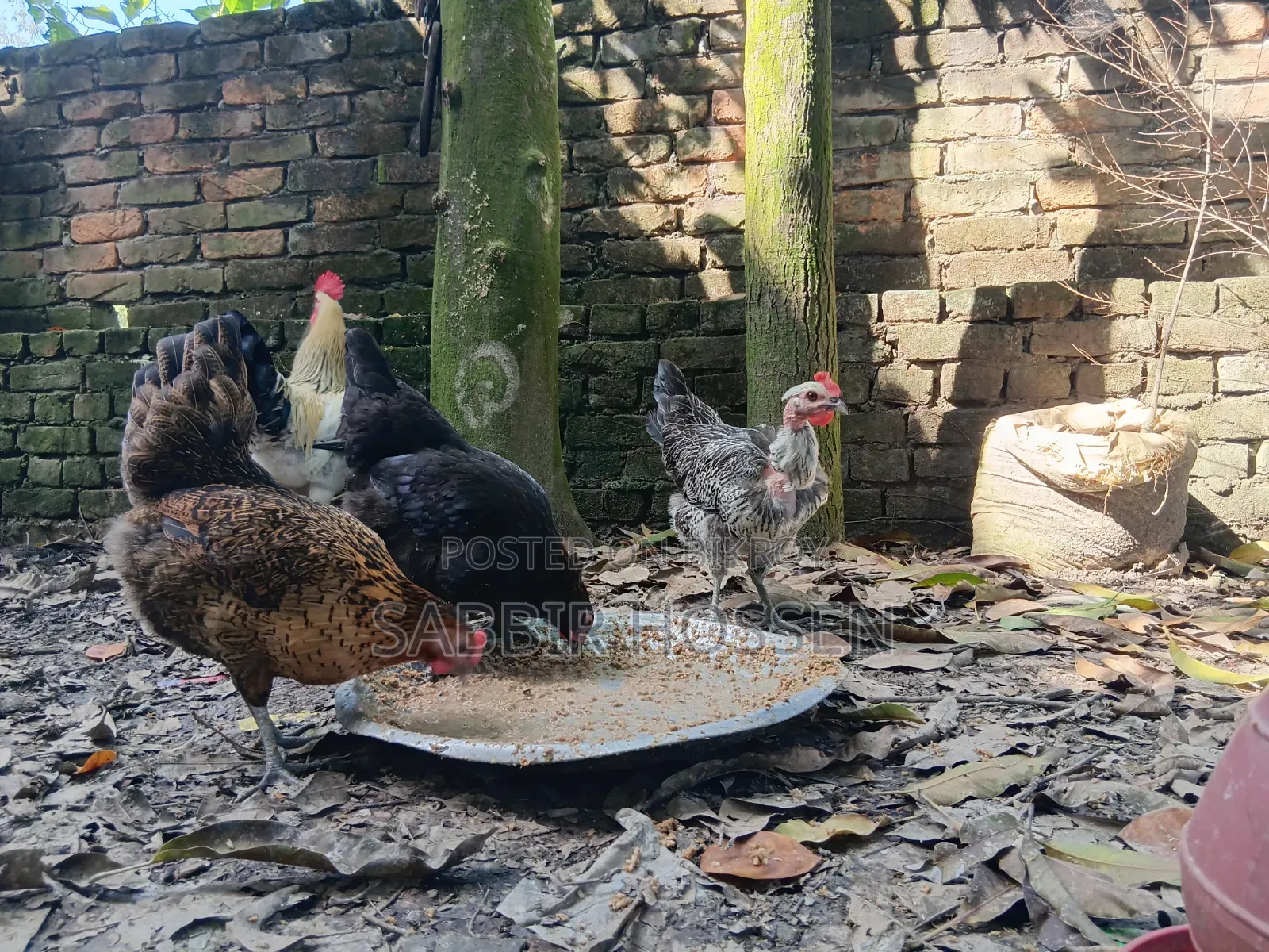 Silkie Chicken