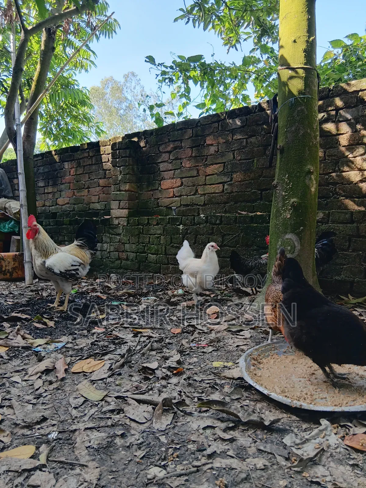 Silkie Chicken
