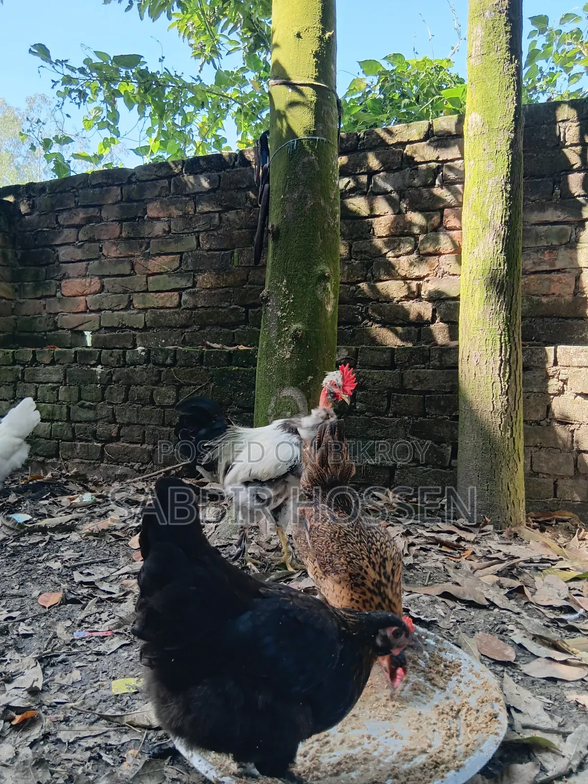 Silkie Chicken