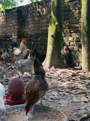 Silkie Chicken