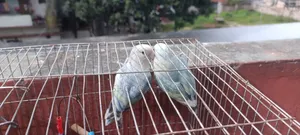 Lovebird Bird