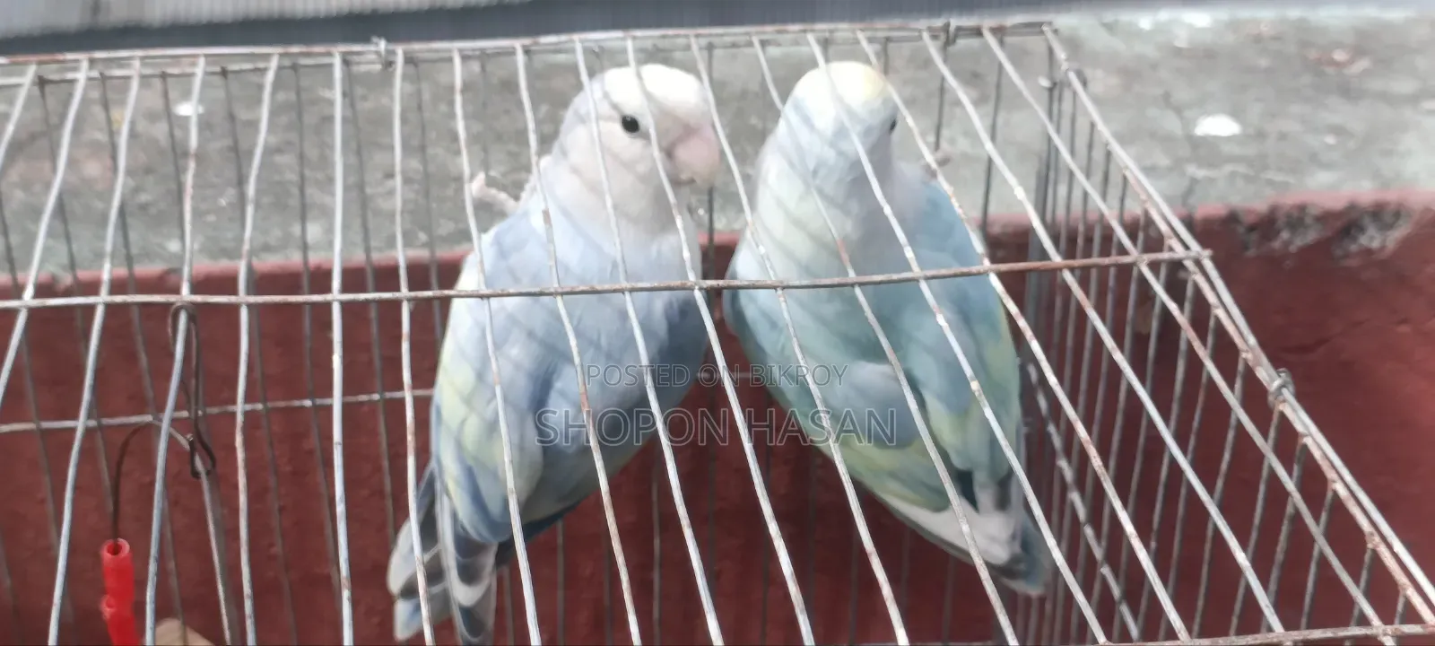 Lovebird Bird