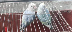 Lovebird Bird