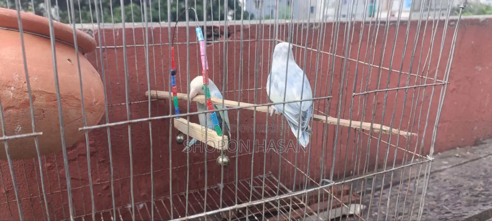 Lovebird Bird