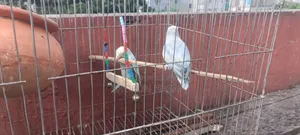 Lovebird Bird