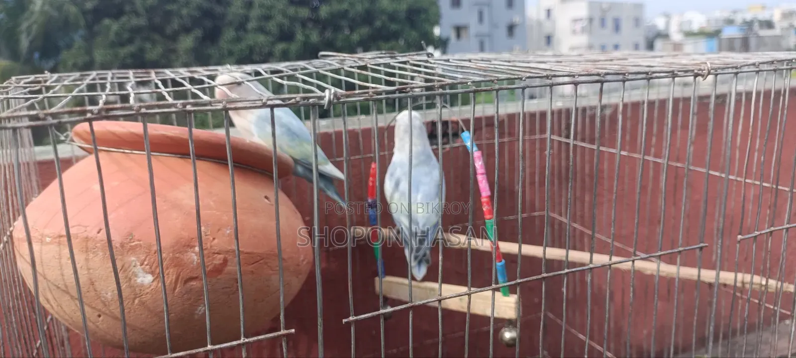 Lovebird Bird