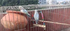 Lovebird Bird