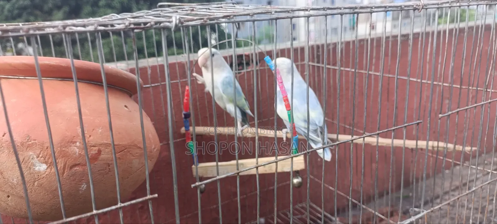 Lovebird Bird