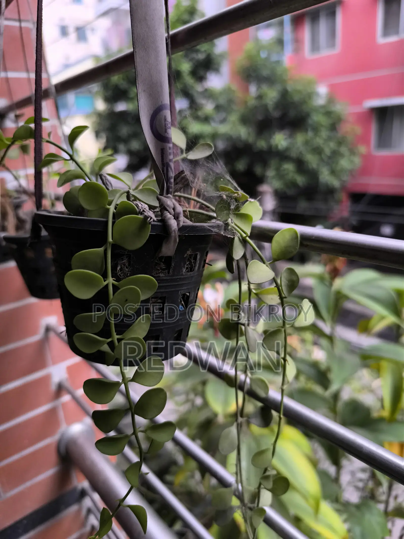 Balcony Beauty Enhancing Plant, Low Light Plant.
