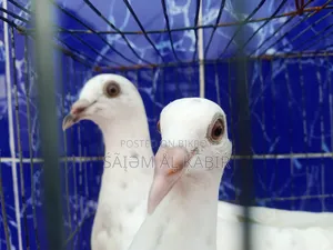 গ্রিজল কবুতর