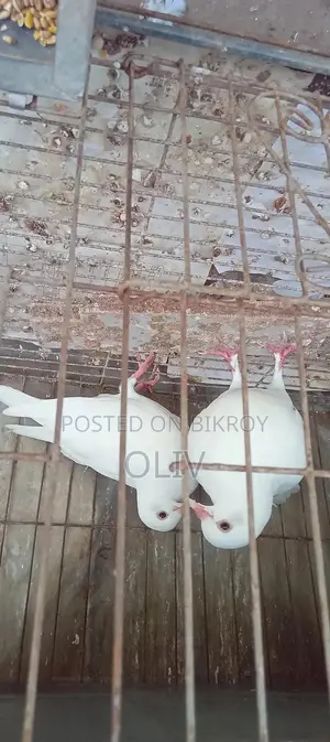 হোমা কবুতর বিক্রি