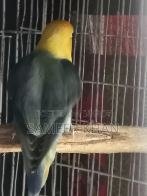 একপিস এডাল্ট পার ব্লু ফিমেল হাত বদল হবে।