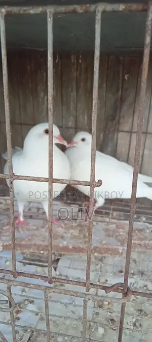 হোমা কবুতর বিক্রি