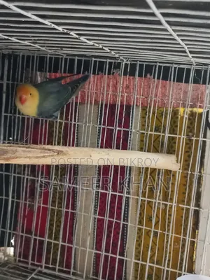 একপিস এডাল্ট পার ব্লু ফিমেল হাত বদল হবে।
