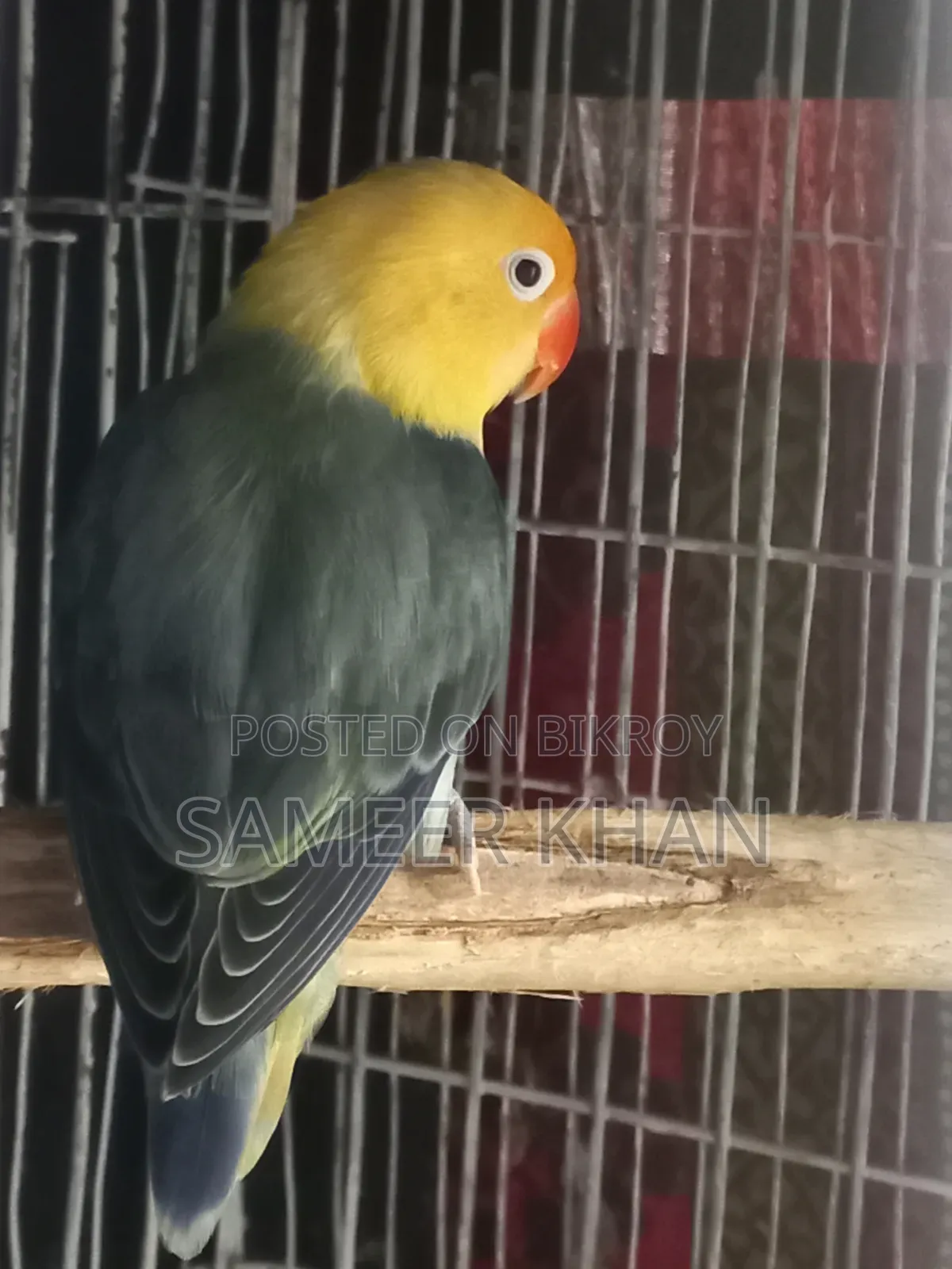 একপিস এডাল্ট পার ব্লু ফিমেল হাত বদল হবে।