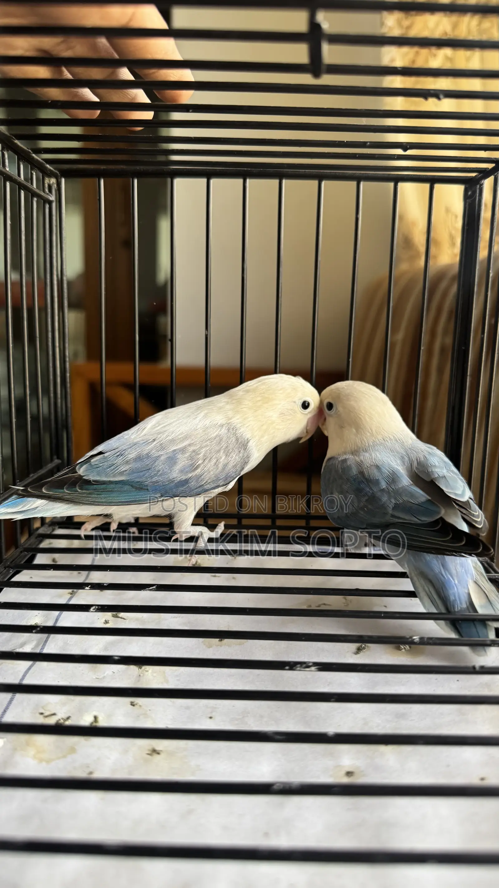 Blue Euwing Opaline Pair