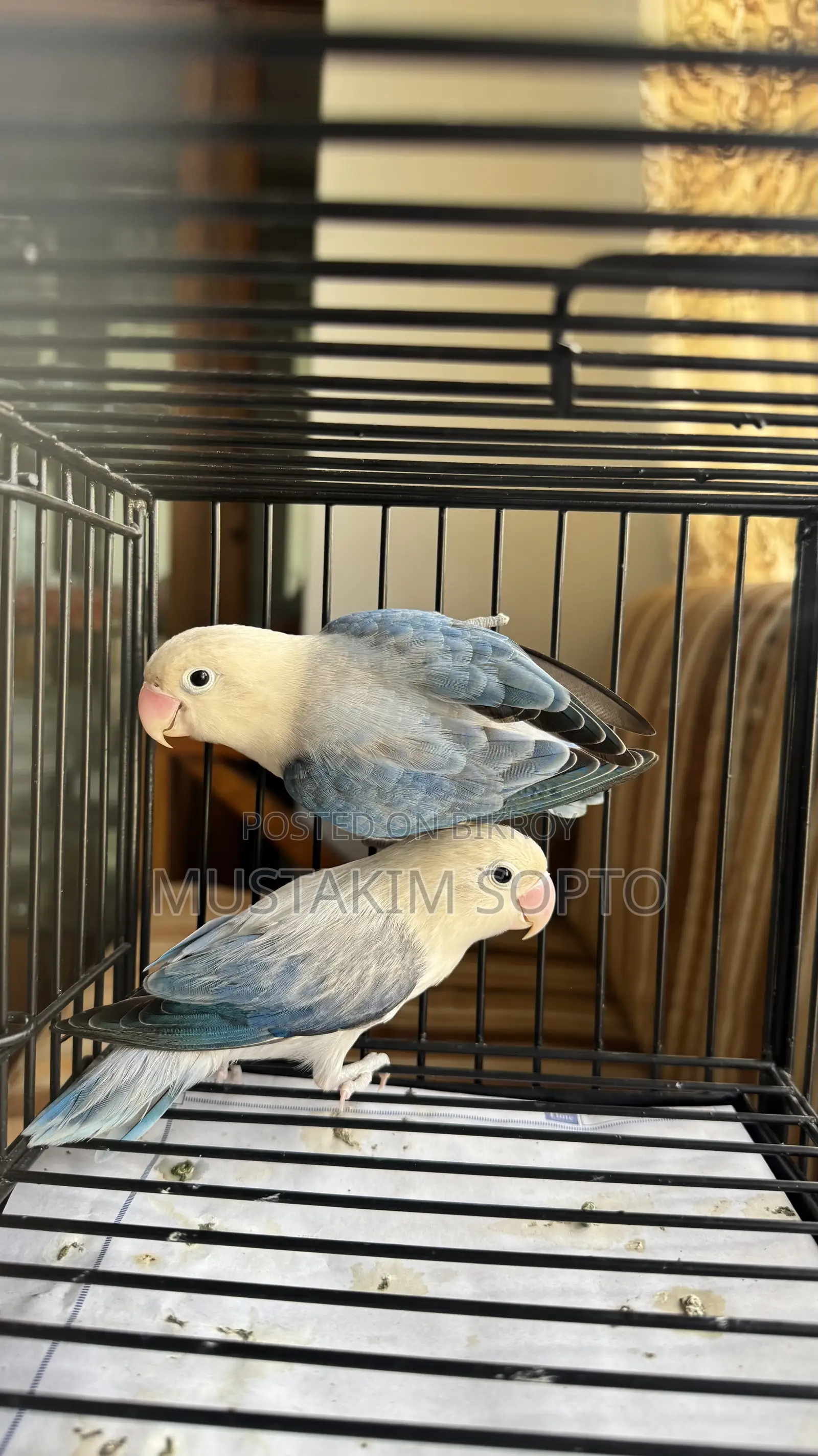 Blue Euwing Opaline Pair