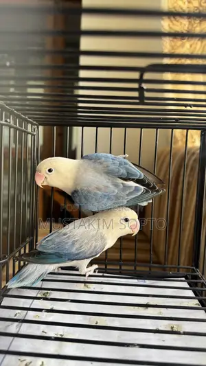 Blue Euwing Opaline Pair