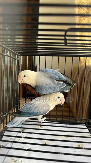 Blue Euwing Opaline Pair