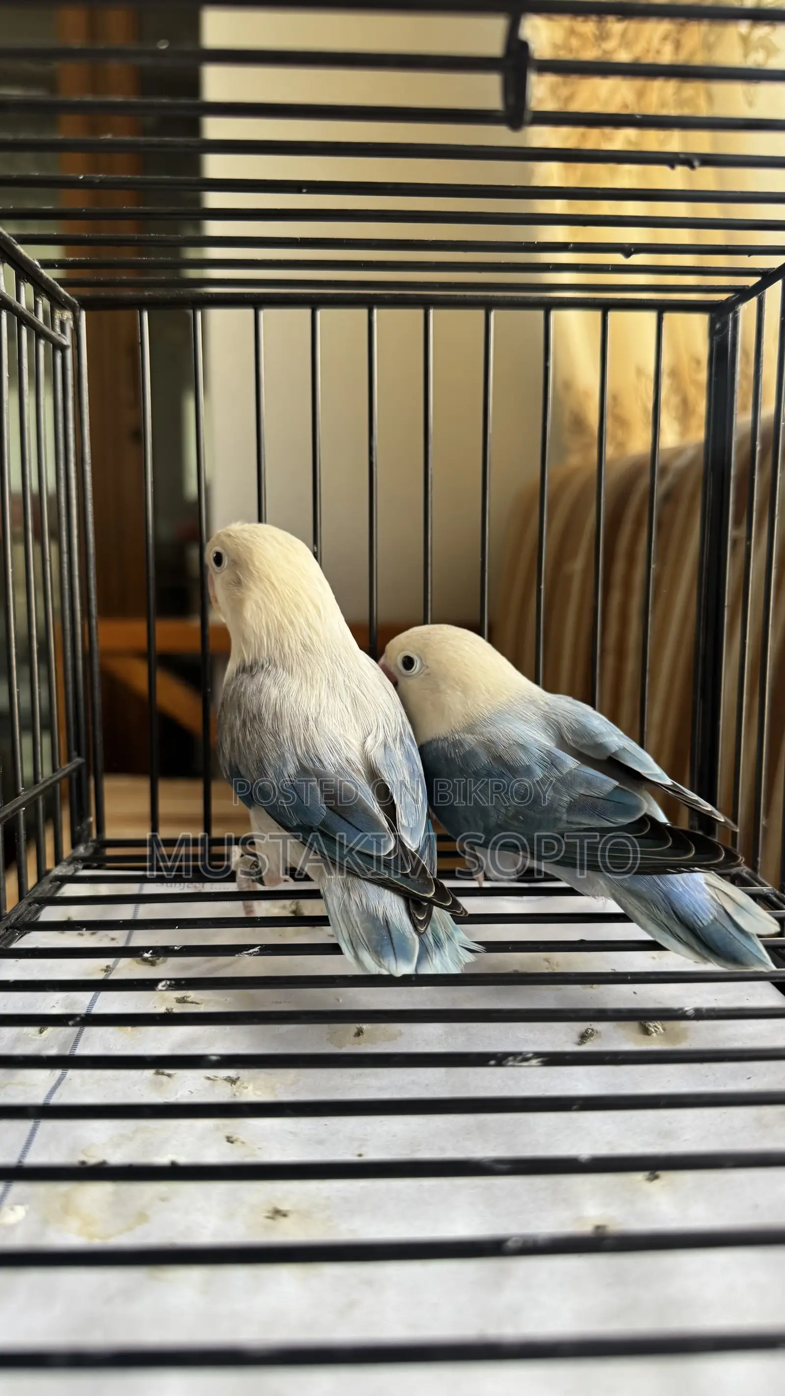 Blue Euwing Opaline Pair