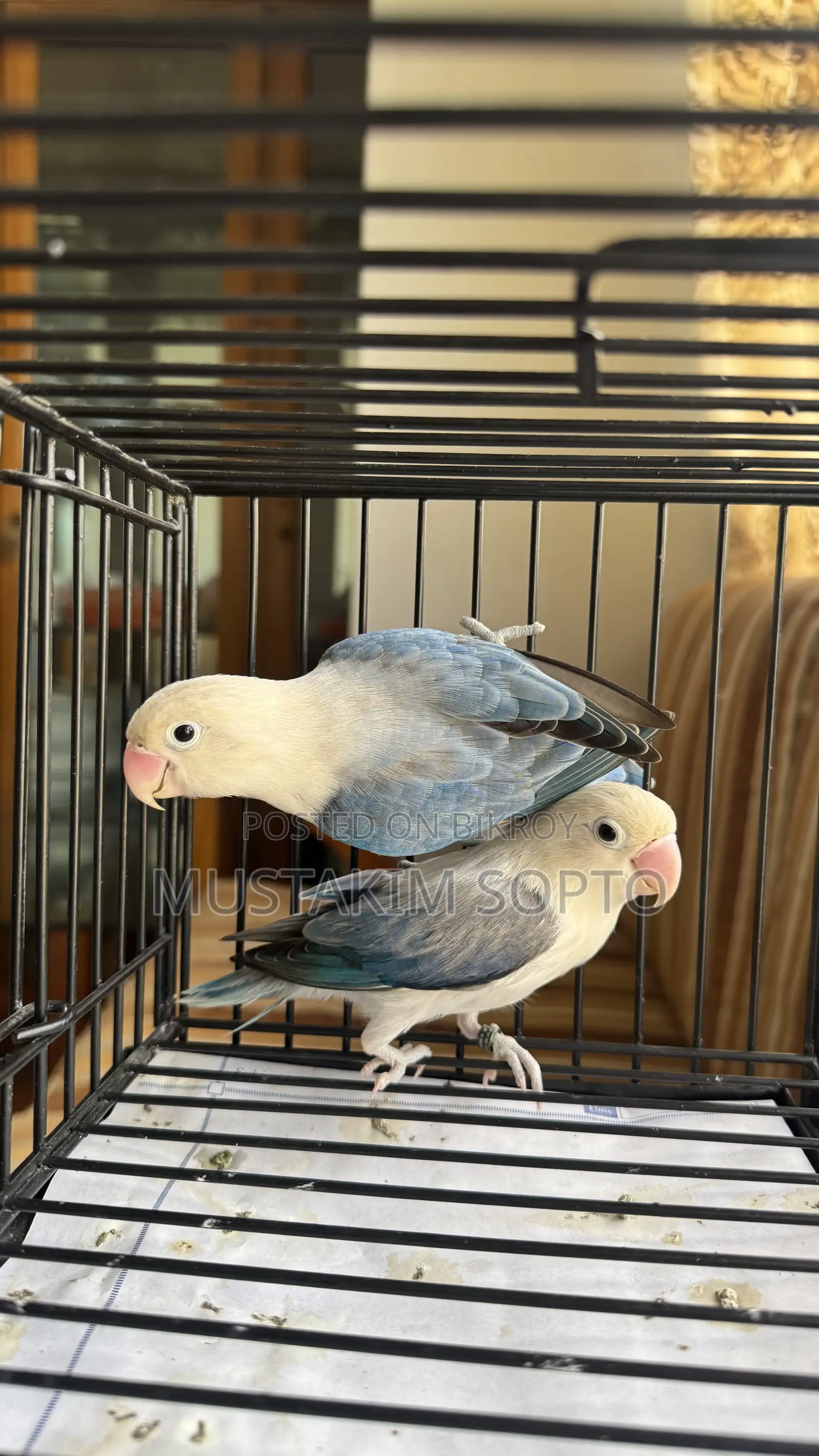 Blue Euwing Opaline Pair