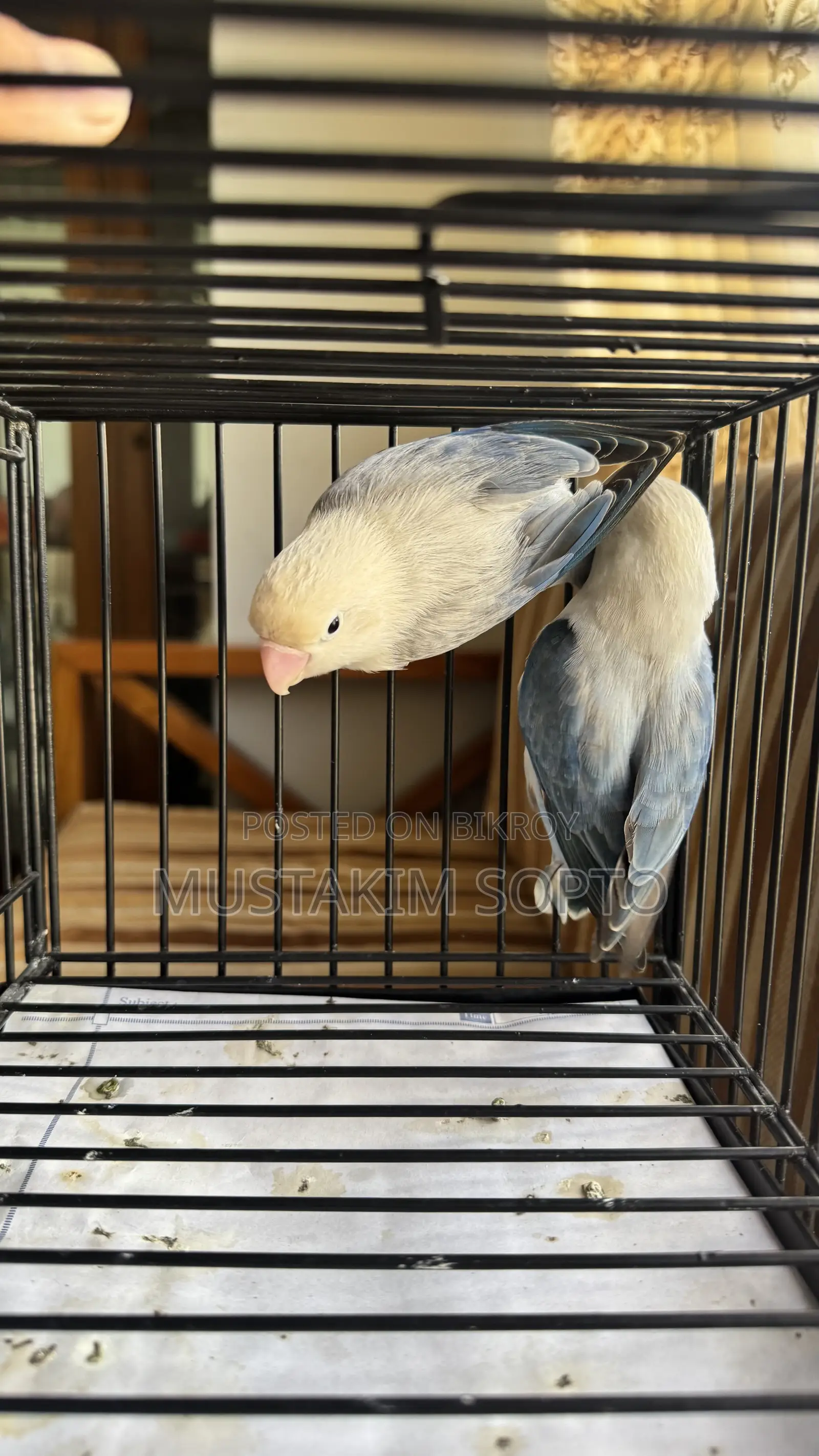Blue Euwing Opaline Pair