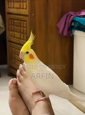 মেইল ককটেল পাখি
