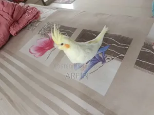 মেইল ককটেল পাখি