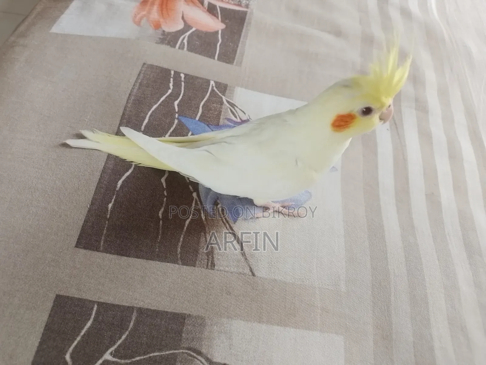 মেইল ককটেল পাখি