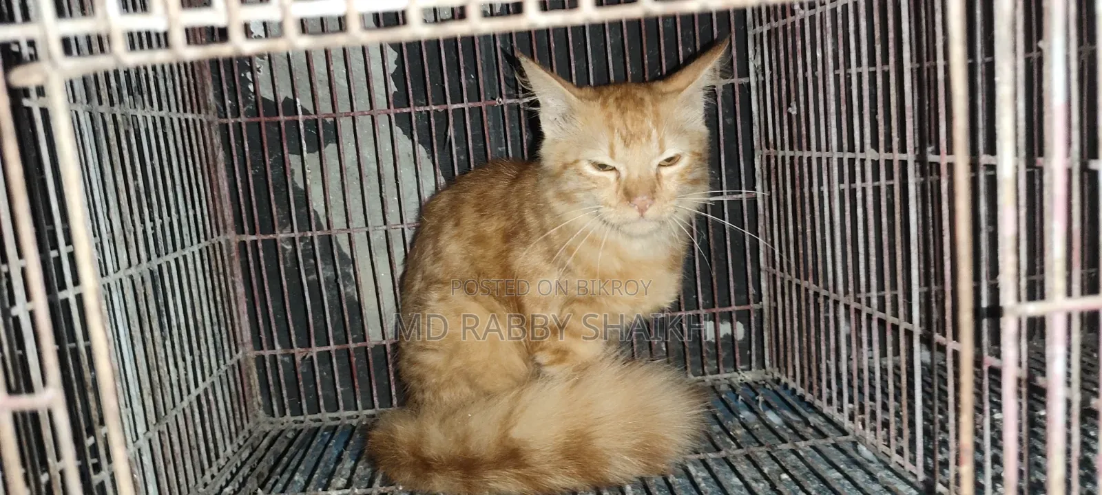 1-3 months Male Mixed Breed Persian