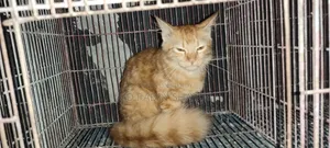 1-3 months Male Mixed Breed Persian