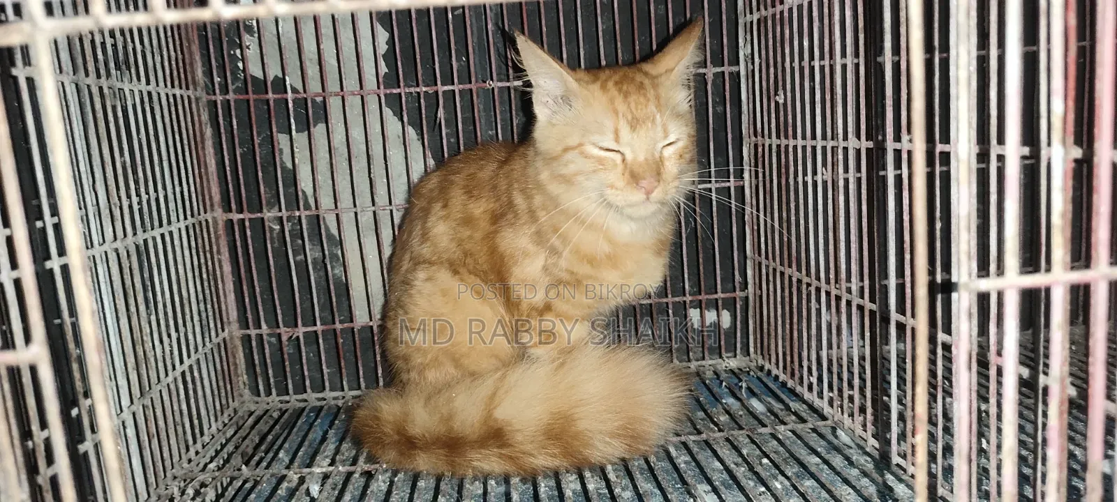 1-3 months Male Mixed Breed Persian