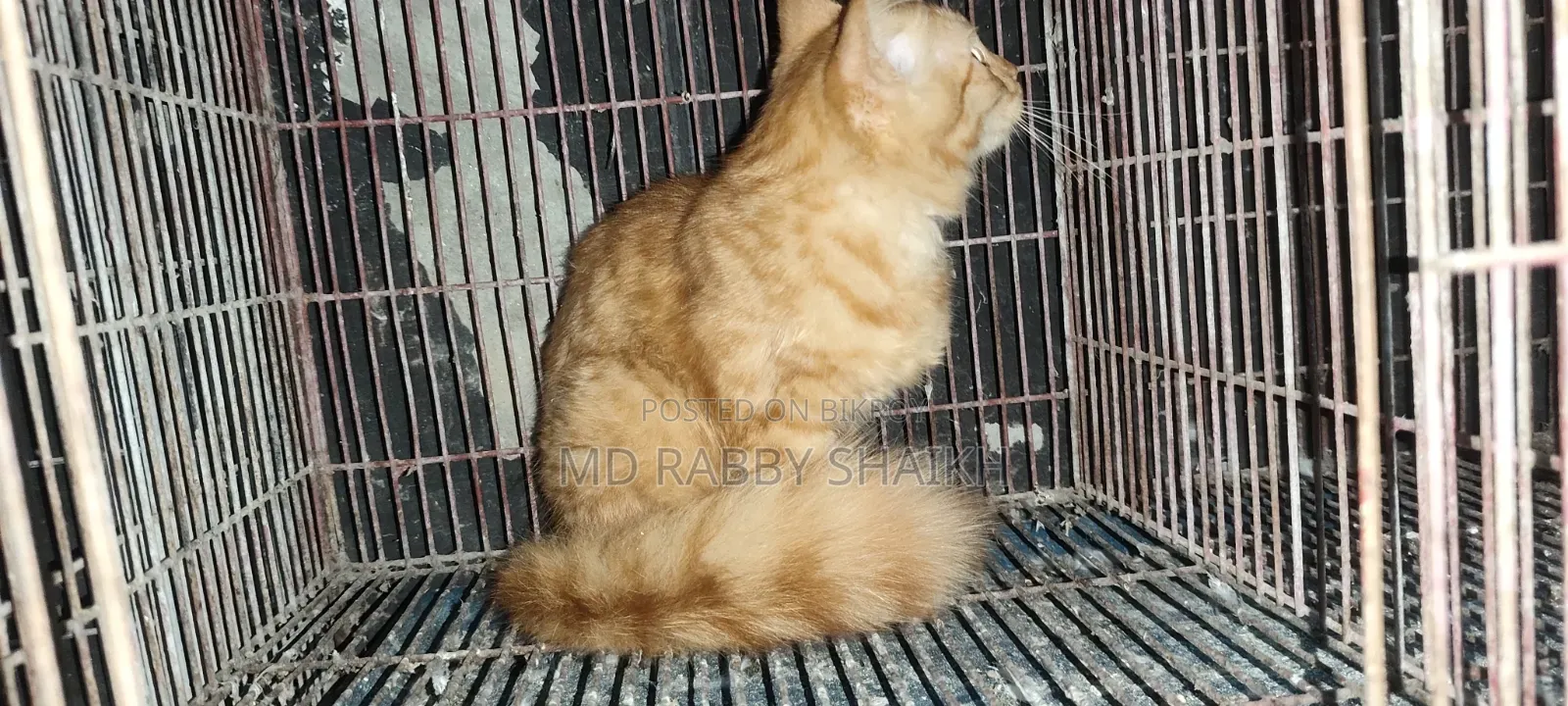 1-3 months Male Mixed Breed Persian