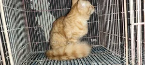1-3 months Male Mixed Breed Persian