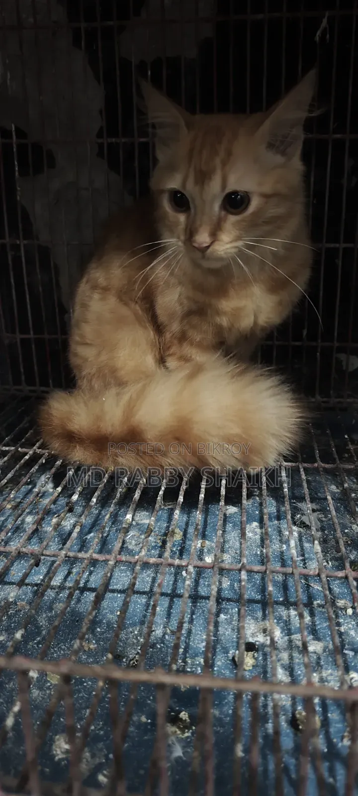 1-3 months Male Mixed Breed Persian