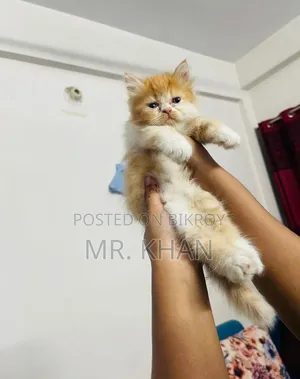 1-3 months Female Purebred Himalayan